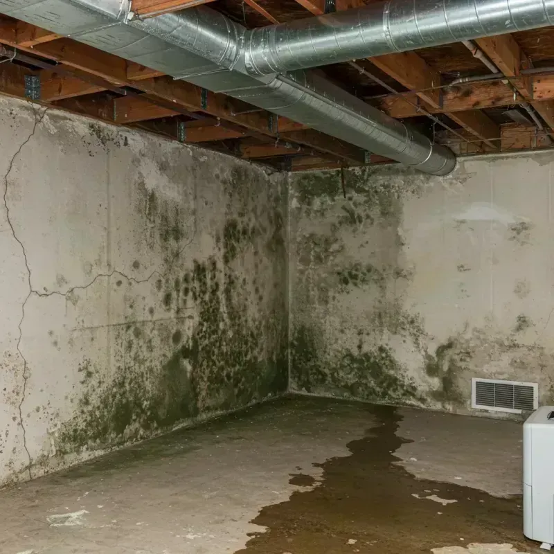 Professional Mold Removal in Mastic Beach, NY